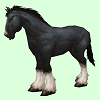 HorseSkinBlackT.png