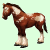 HorseSkinPintoT.png