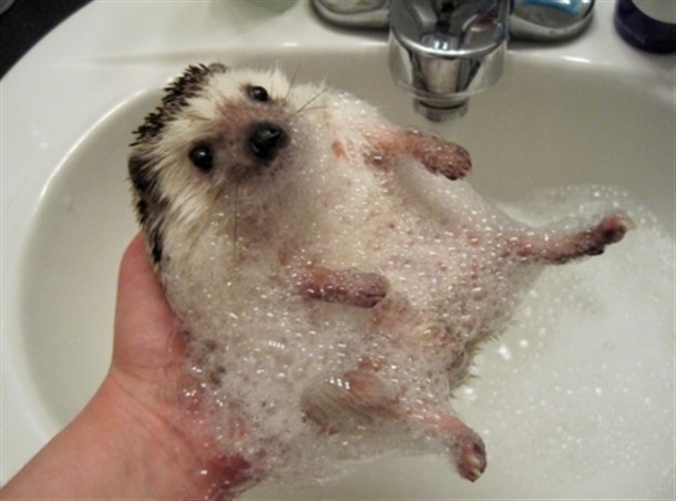 HedgieBath.jpg