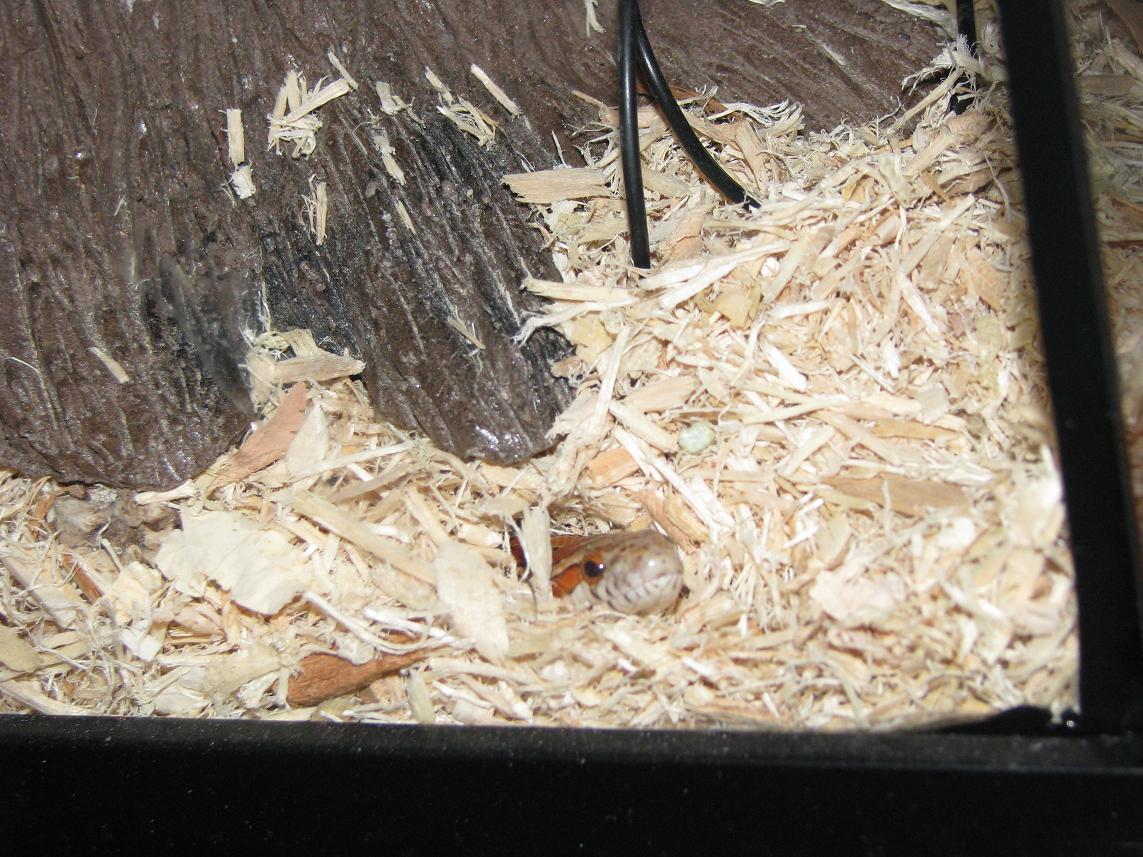 Blaze Peeking 01-19-2013.jpg