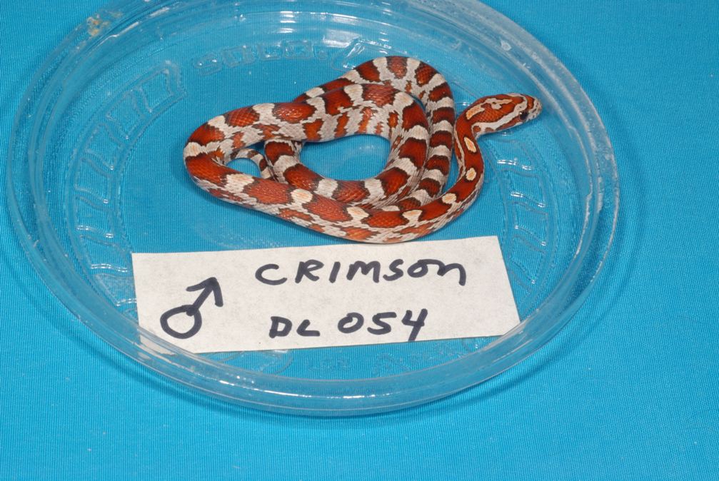 My Corn Snake.jpg