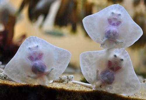 sting ray babies.jpg