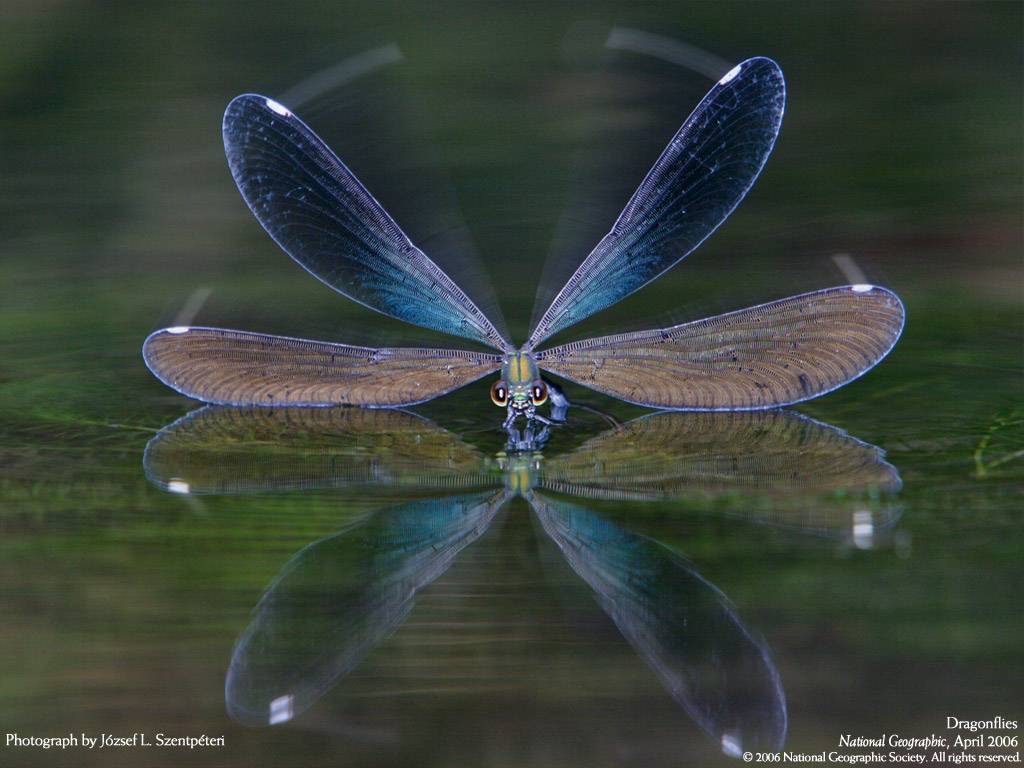 national-geographic-pictures-dragonfly-close-up1.jpeg