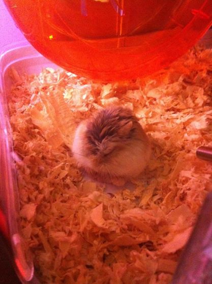 My Roborovski Hamster. He would sleep like this all time. Named him Pook. RIP baby