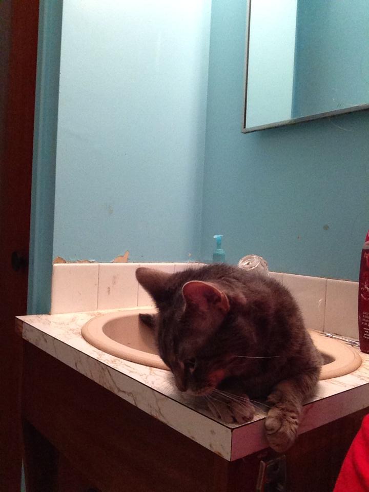 My sink loving cat, Henry. he's a big suck and 1 of 2 boys of the 7 cat we have.