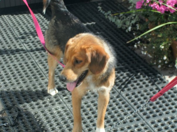 and this is Lexie. This is the first day we brought her home, she was rather underweight. She's a German Shepard, Beagle cross.