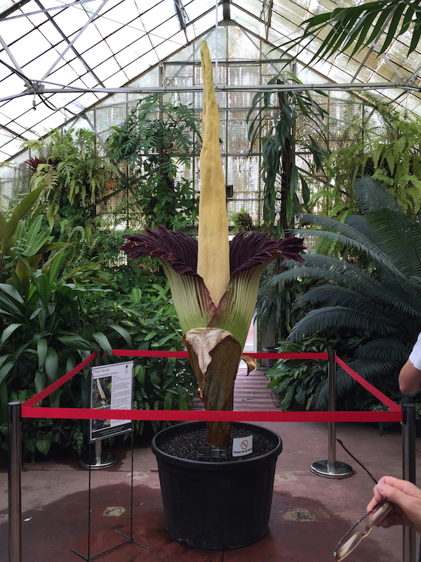 Amorphophallus_titanum_RBG.jpg