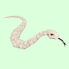 SnakeSkinWhiteT.png