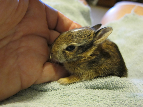 BUNNY.jpg