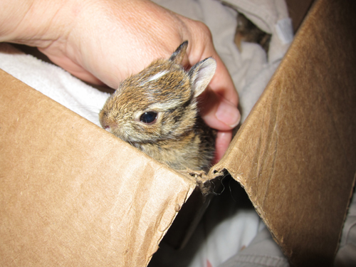 bunnies 007.JPG