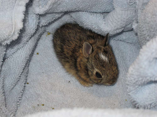 bunnies 017.JPG