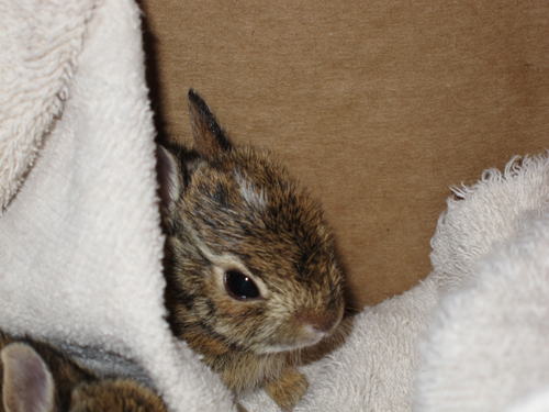 bunnies 018.JPG