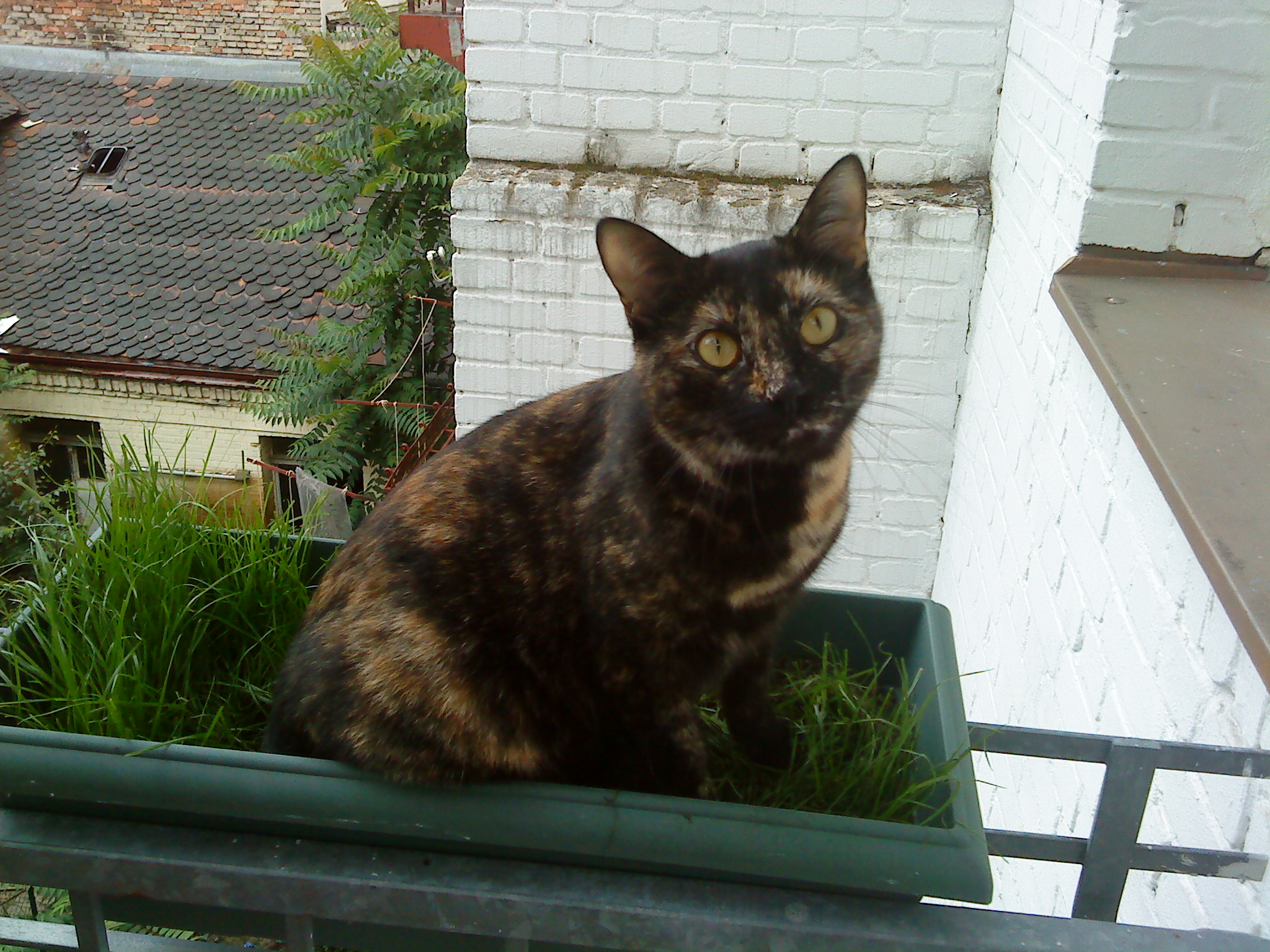 Nala on our balcony