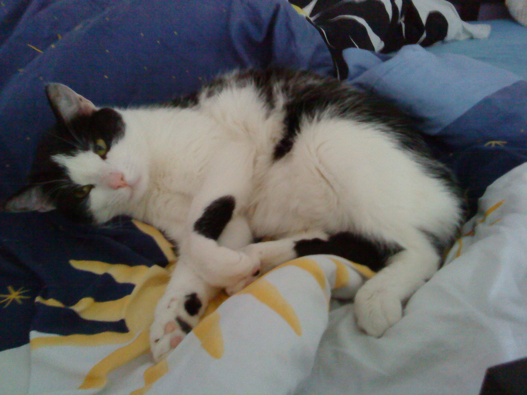 Flora loves our bed