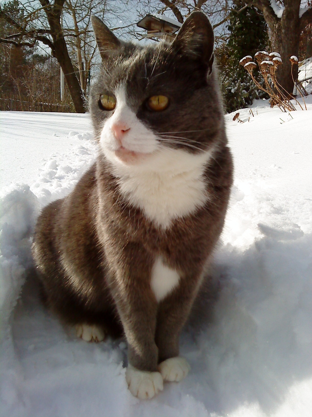 Idefix