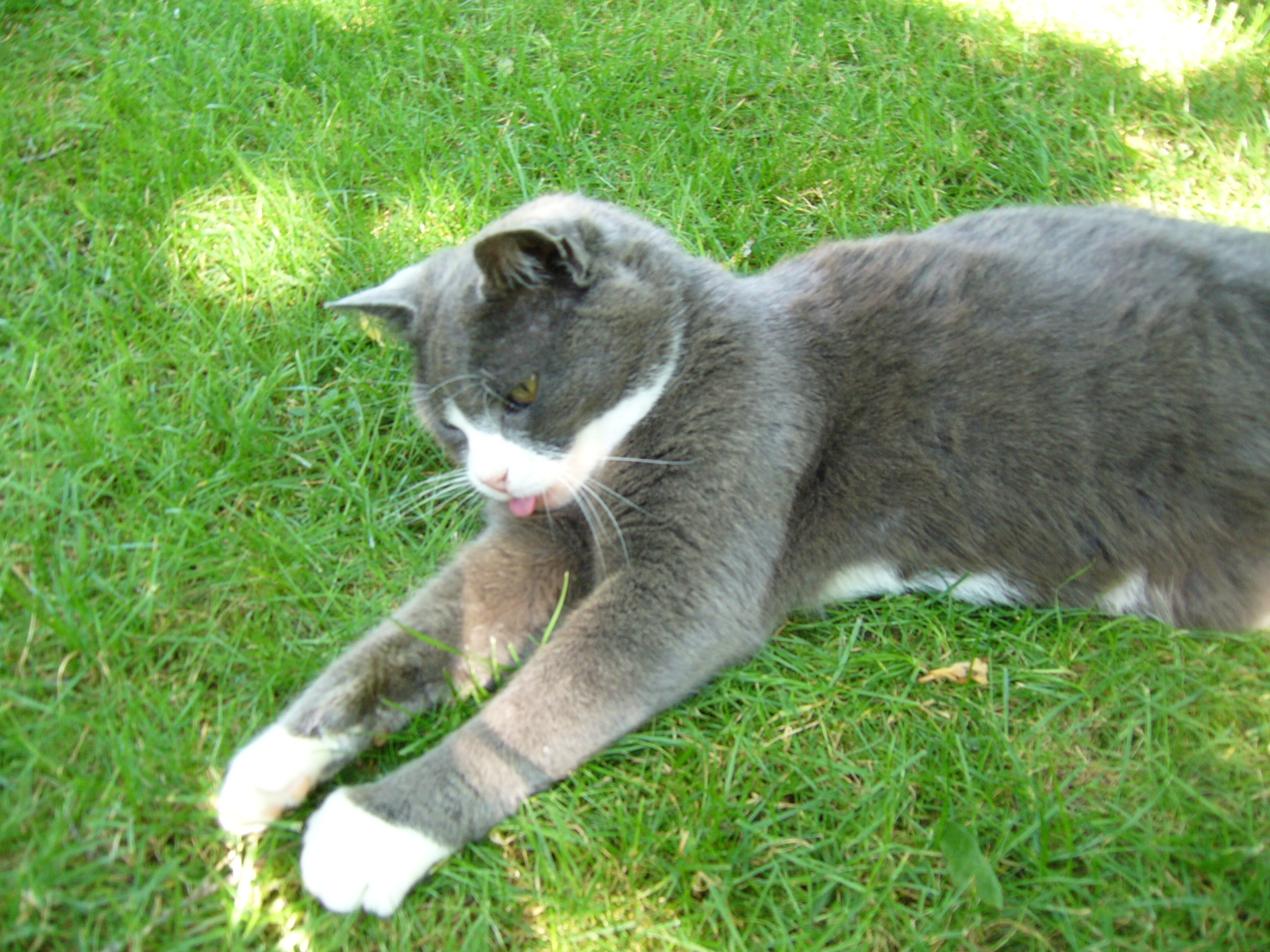 Idefix in my parent's garden