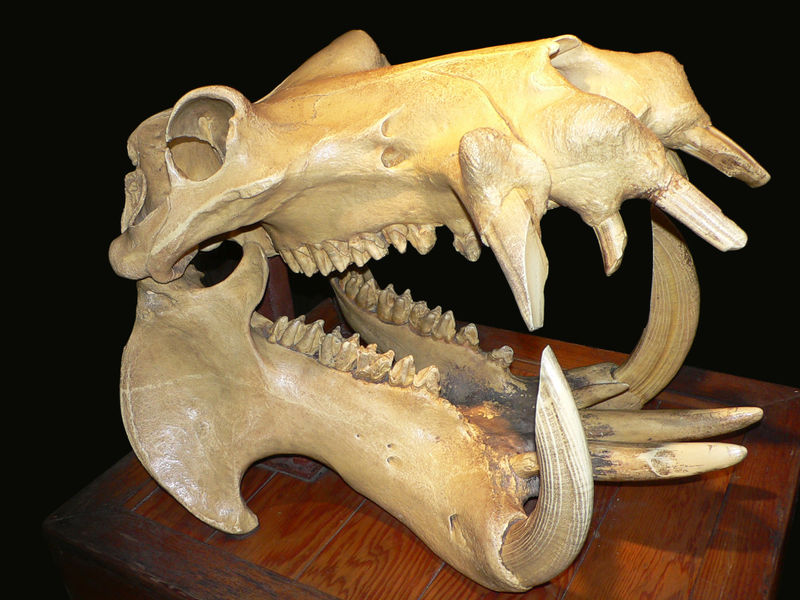 Hippo Skull.jpg