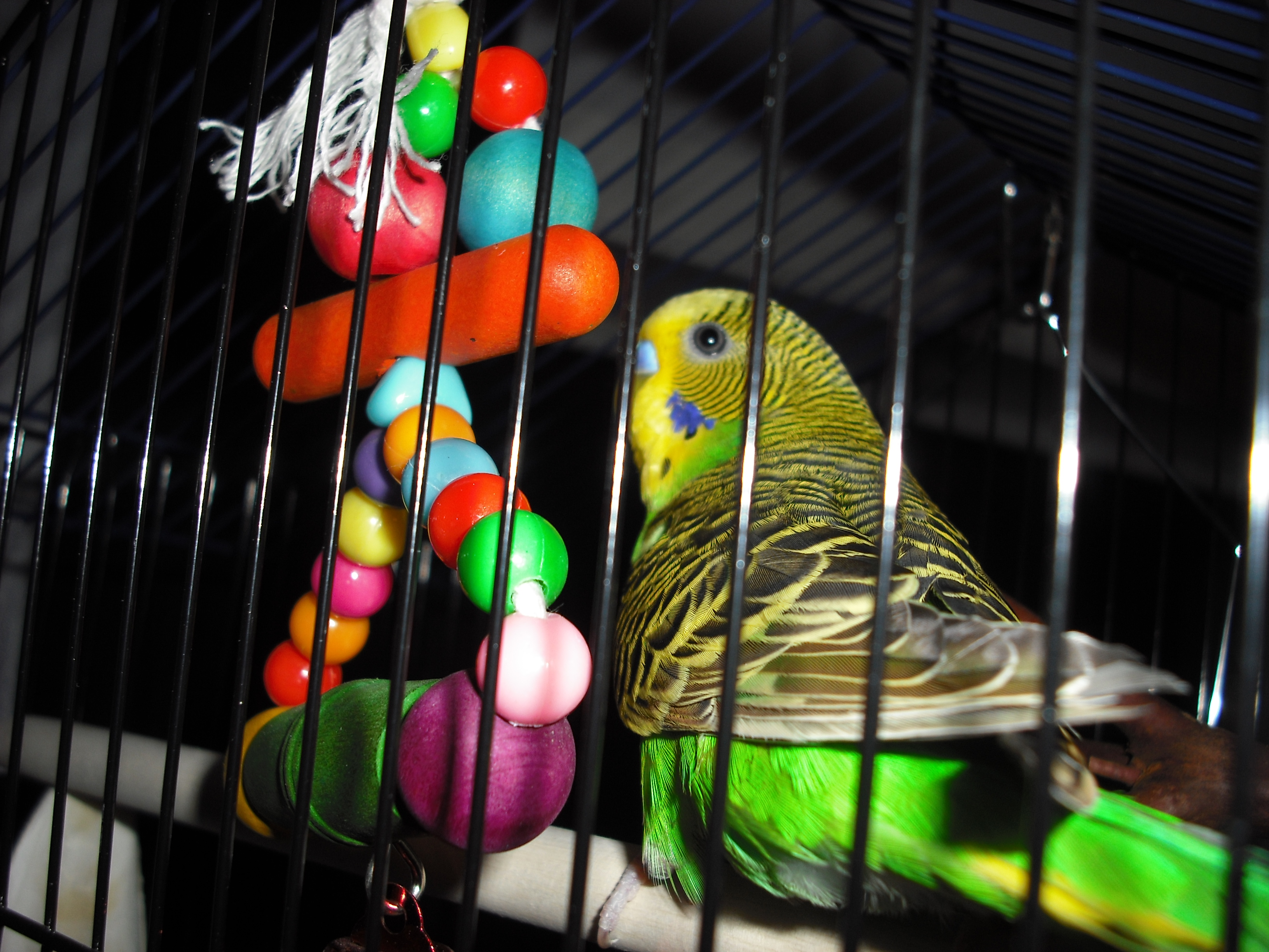 Our newest budgie, bought just tonight, Jade Curtiss.