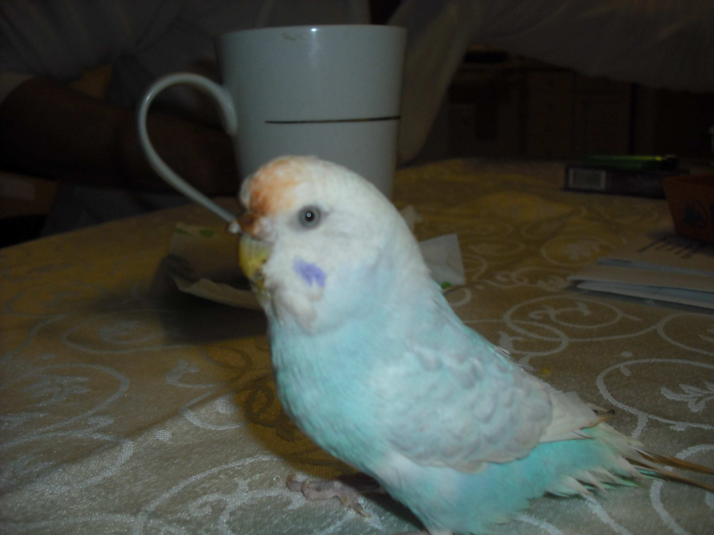 Duo, our eldest budgie. She's somewhere around 15 years old, and hasn't lost her mischievous personality one bit.