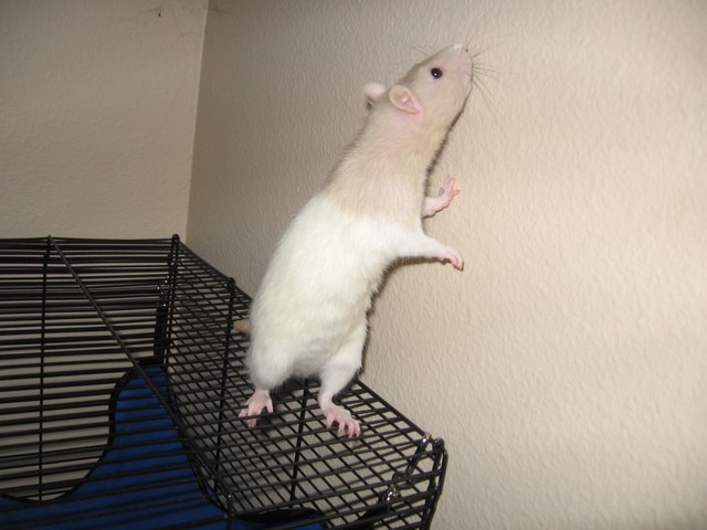 Ana ponders walls.