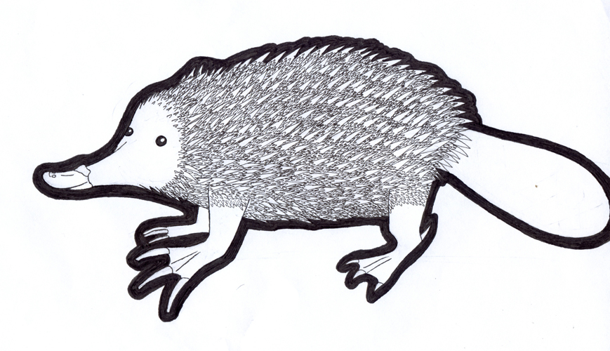 ECHIDAPUS.jpg