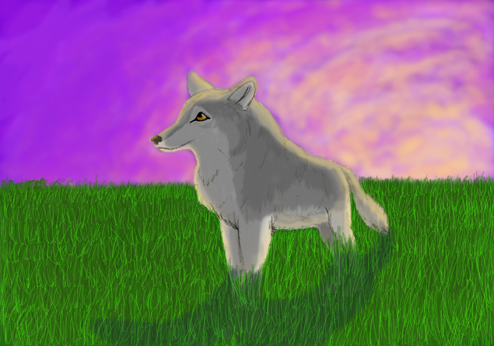 SheebaSunset.jpg
