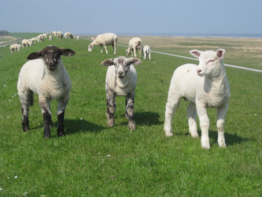 Ostfriesland 2011 177.jpg