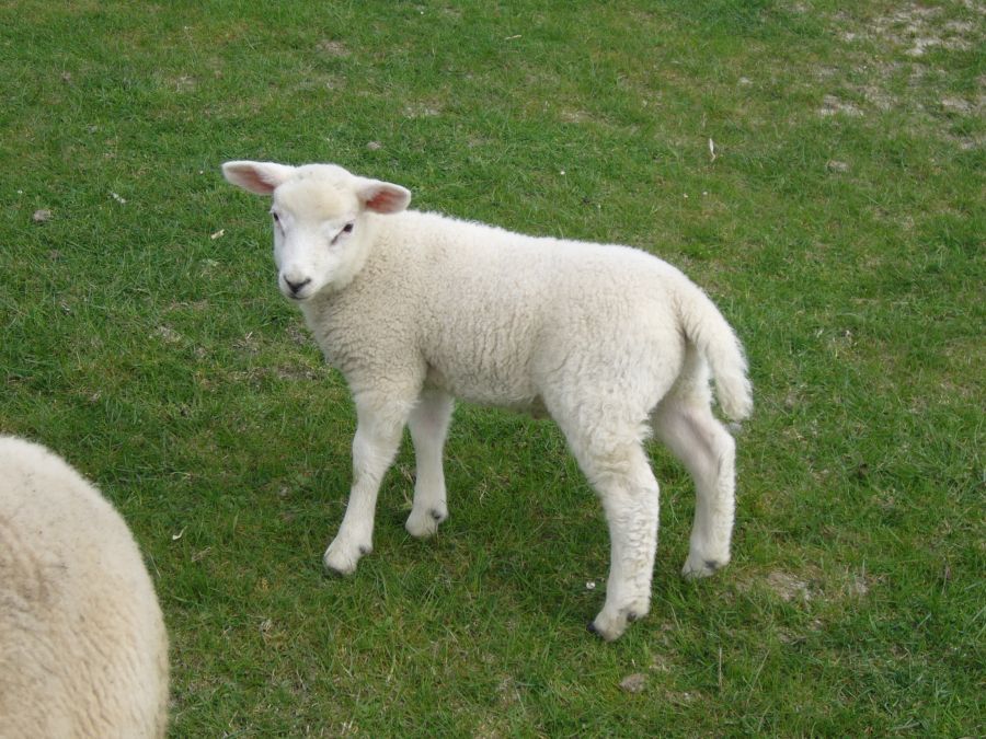 Ostfriesland 2011b 016.jpg