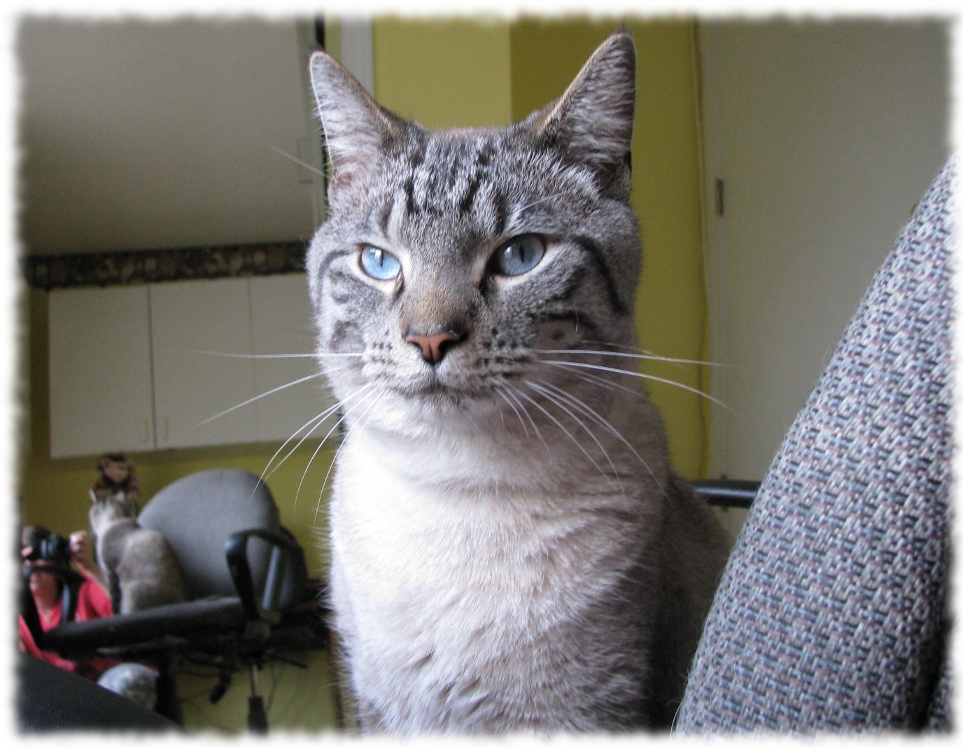 Blue Eyes 2.jpg