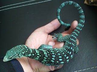 Cobalt Blue Tree Monitor.jpg