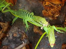 Green.jpg