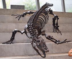 This 20ft long behemoth is believed by most people to be extinct, but many people still report sightings of them in New Guinea and Mainland Australia.