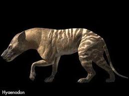 These guys weren't actually hyenas, but creodonts (Early mammals). They also helped with the demise of Titanis, eating there food and all.