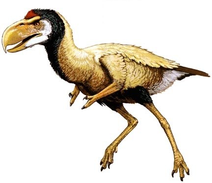 At 8ft tall, this bird was so large that it ate animals like horses, dire wolves, and saber-tooth cats. Sadly though, the very animals it fed on led to it's demise as they killed off it's natural food sources. Note the tiny little hands on the wings!