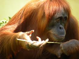 Very strong, but very peaceful animals. I hate the gorilla model, so adding one of these in would make my world better.