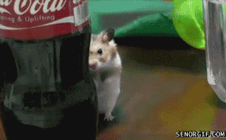 SoonHamster.gif