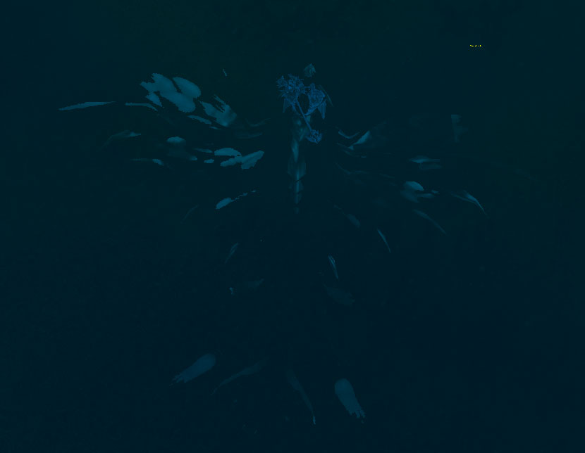 jewel-dragonhawk.jpg