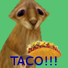 TACO!!!