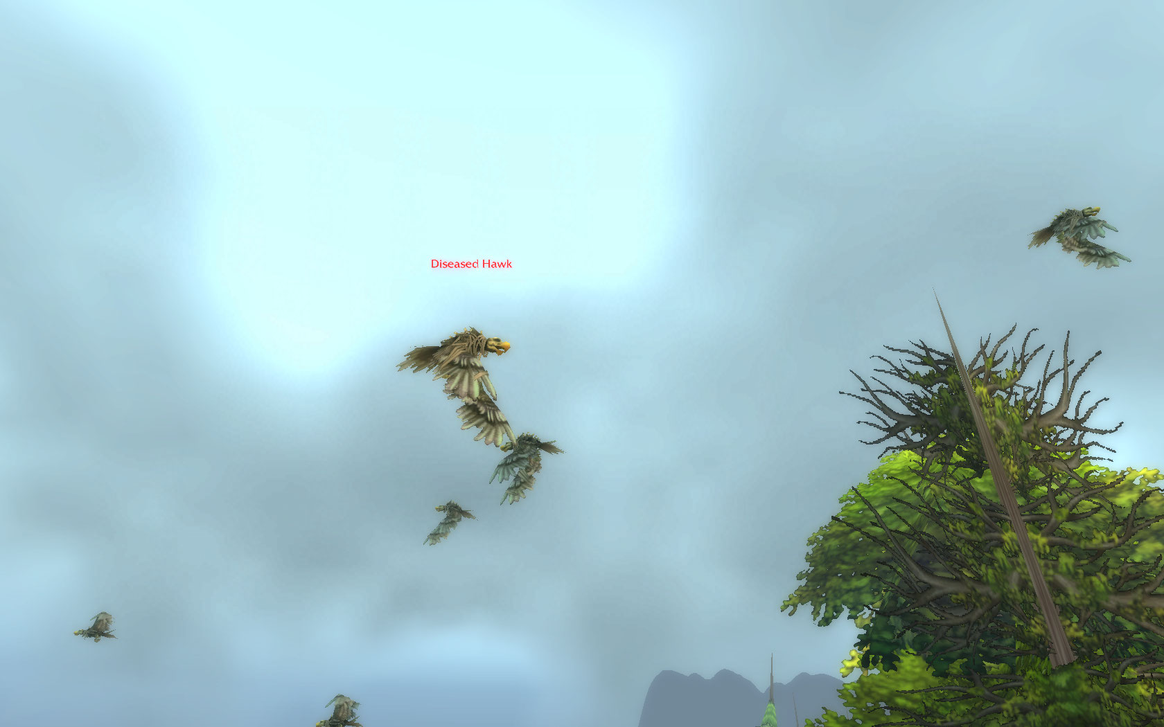 Diseased Hawk.jpg