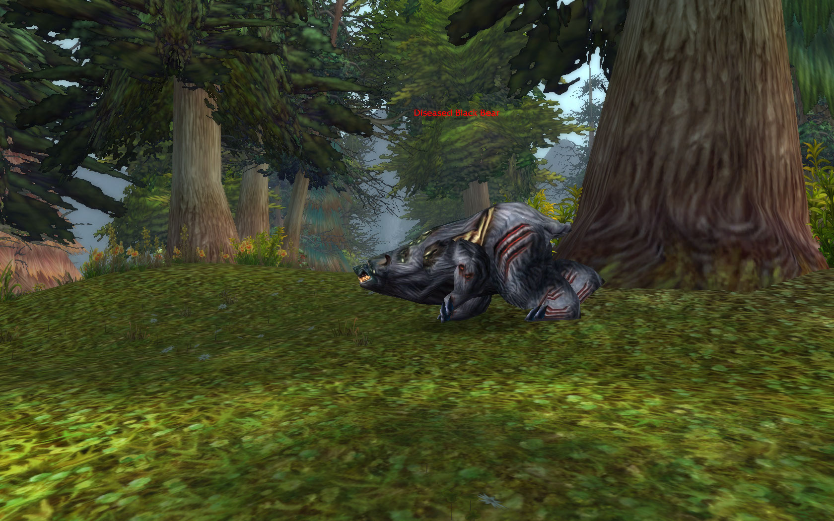 Diseased Black Bear.jpg
