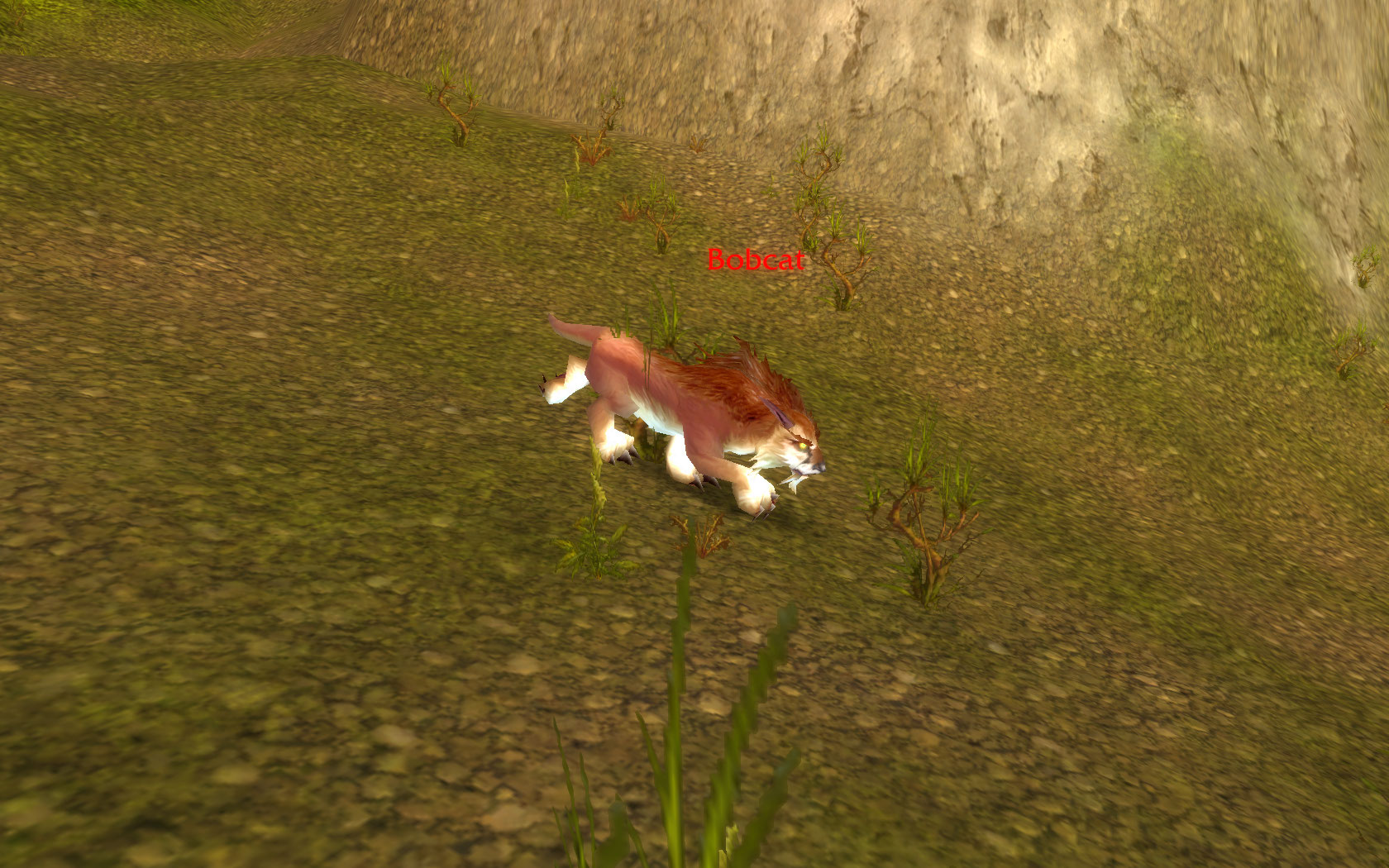Bobcat.jpg