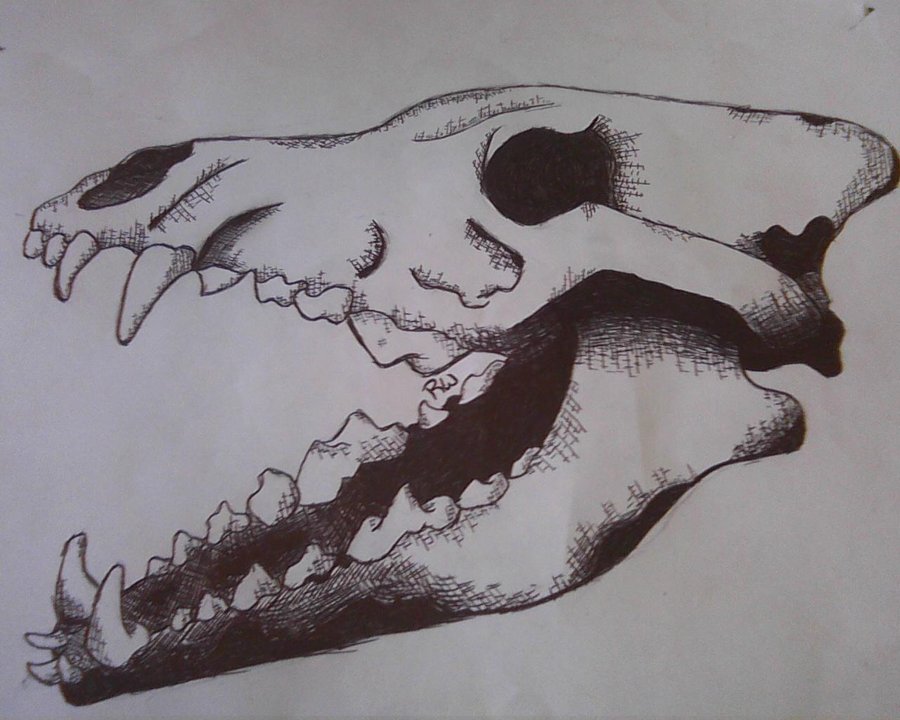 Wolf Skull