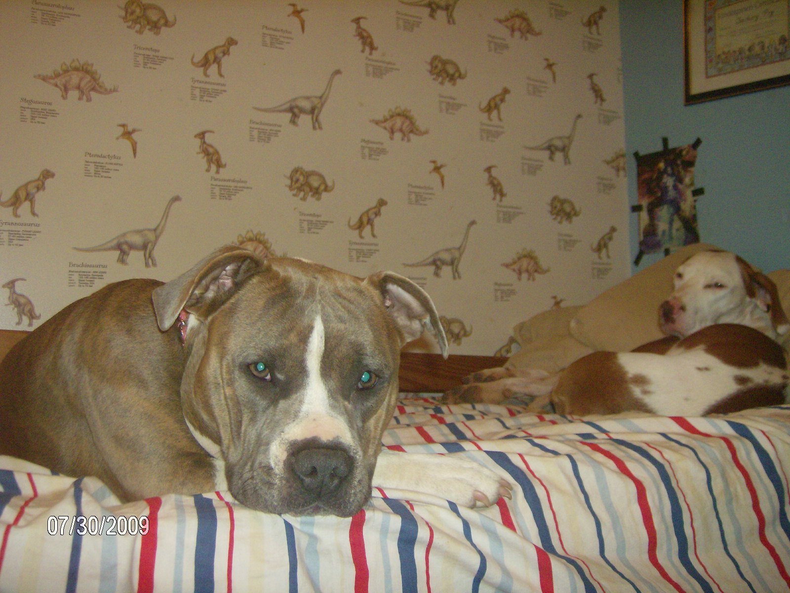 Sasha and whisky1.JPG