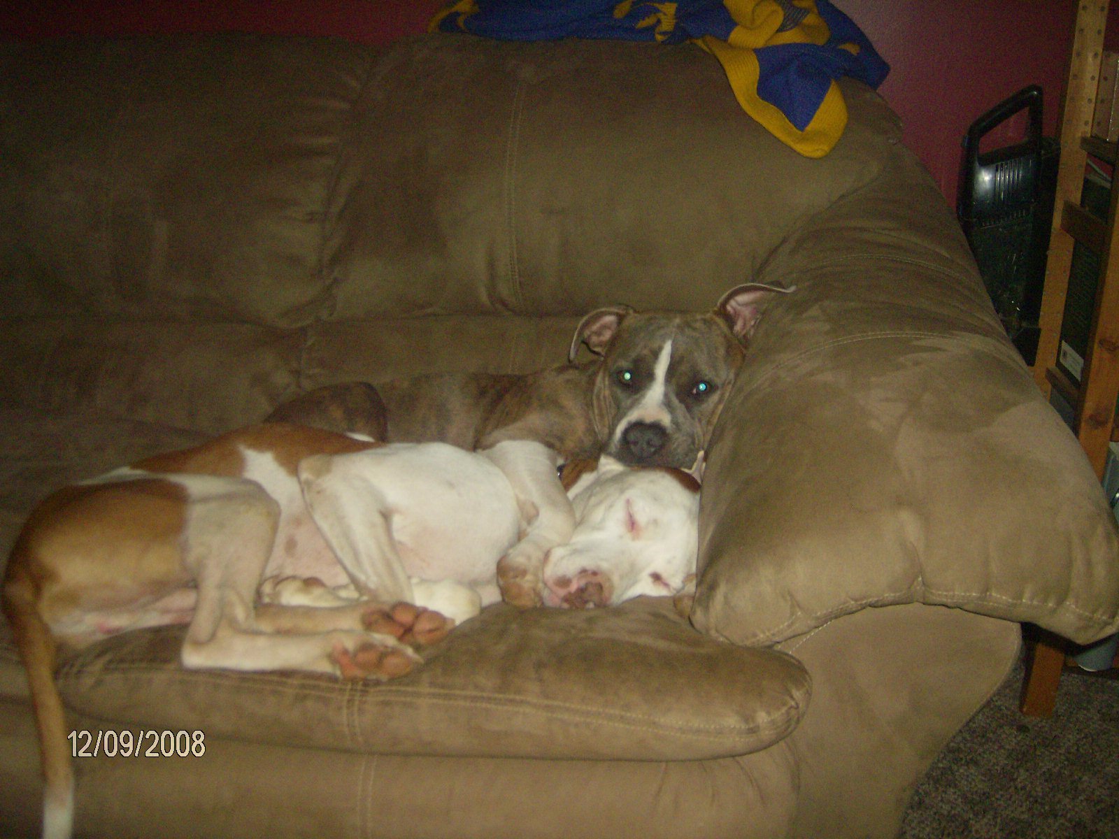 sasha and whisky2.JPG