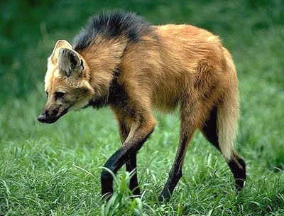 maned+wolf2.jpg