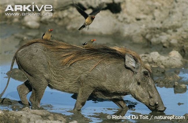 Common-warthog-with-redbilled-oxpeckers-perched-on-back.jpg