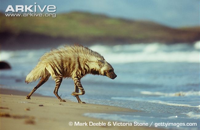 Striped-hyaena-walking-on-shore.jpg
