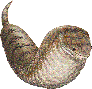 Tsuchinoko.gif