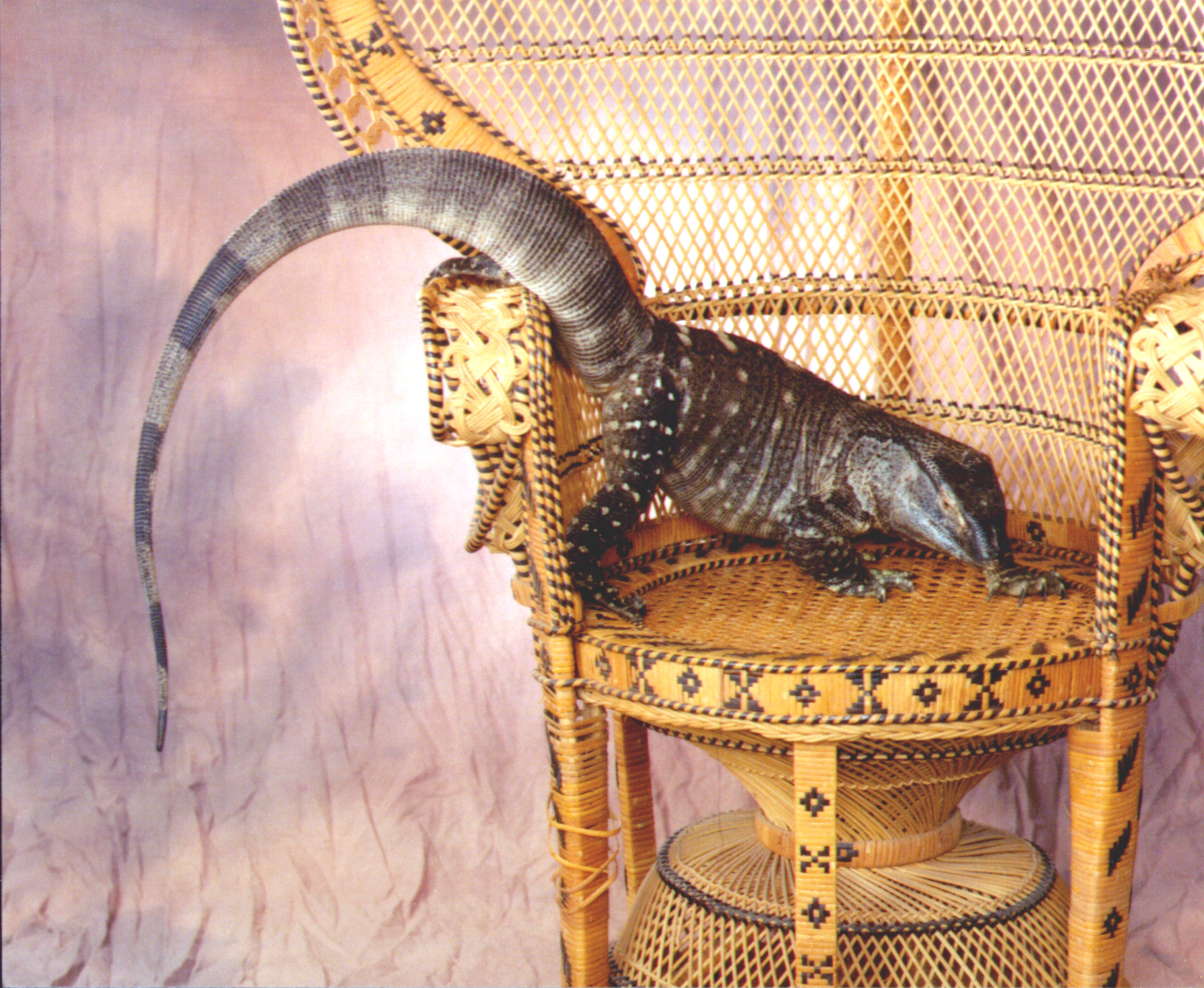 Gabriel is not so happy to have been dumped in the boring chair again. He wants to poke around the room.