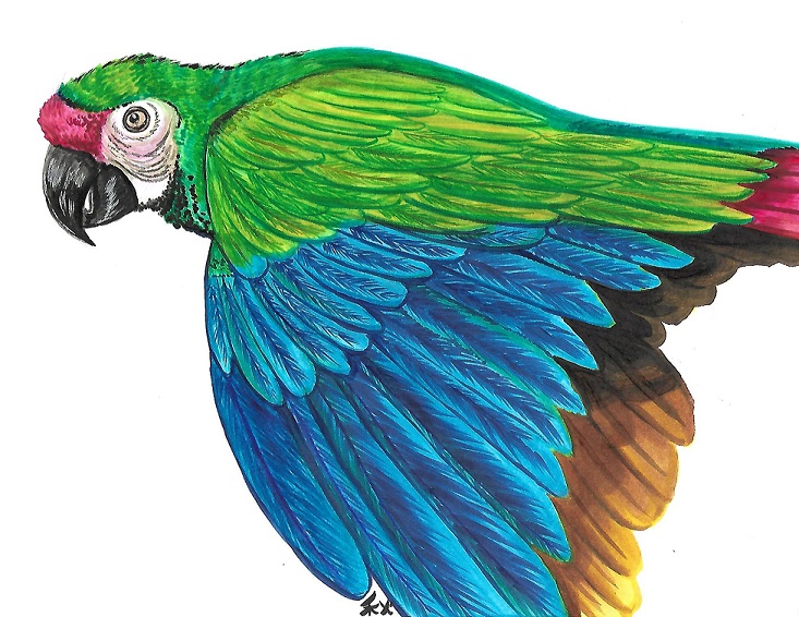 greenmacaw.jpg